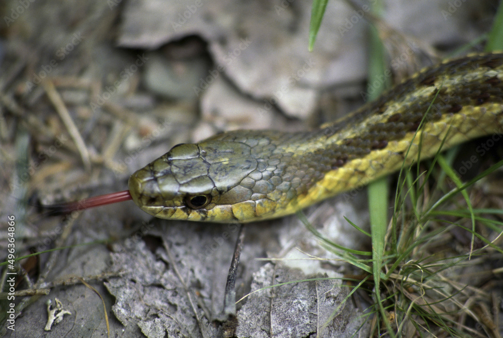 Close-up of a Garter Snake Close-up of a Garter Snake