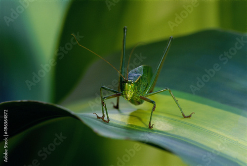 Close-up of a Bush Katydid on a leaf