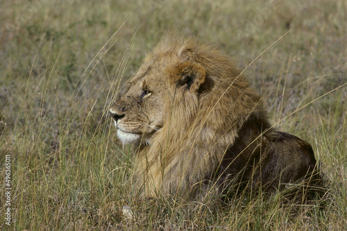 Lion lying in a field of grass, Masai Mara National Reserve, Kenya