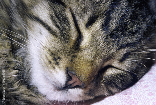 Close-up of a cat sleeping photo