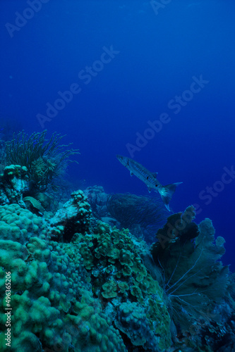 Wallpaper Mural Fish swimming underwater Torontodigital.ca