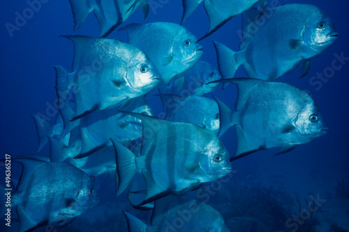 Close-up of a school of Atlantic Spadefish swimming underwater (Chaetodipterus faber) photo