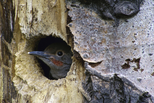 Juvenile Flicker in a tree cavity