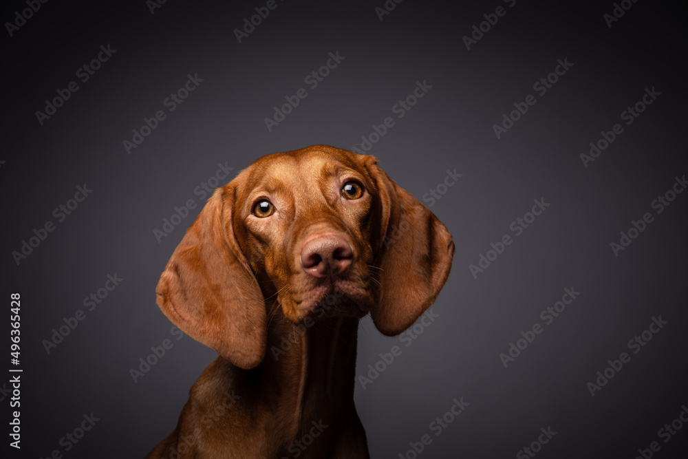 vizsla dog portrait