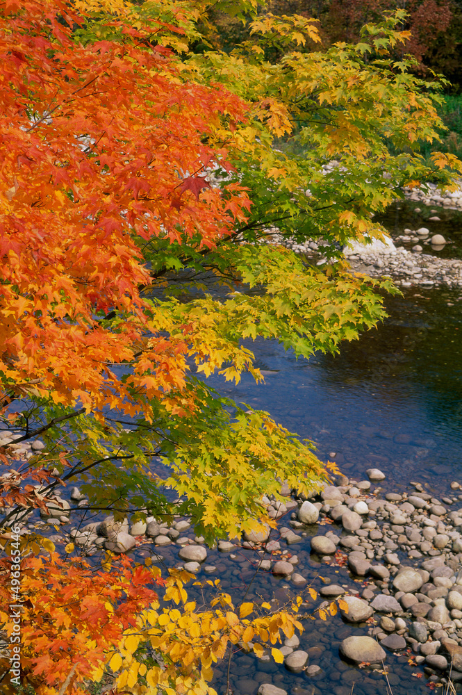 High angle view of a stream in a forest