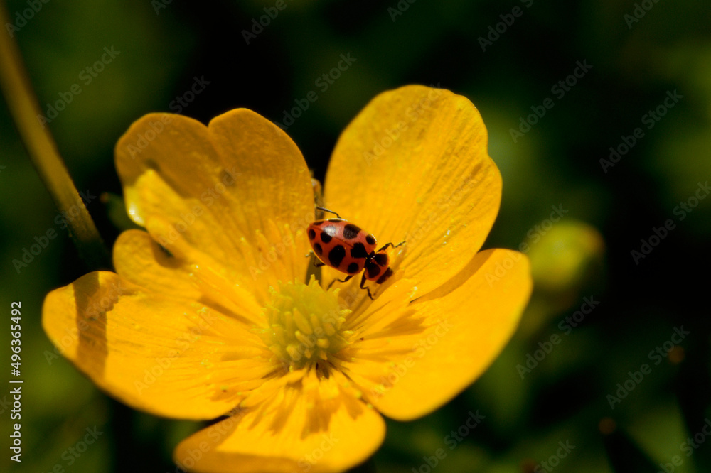 High angle view of a ladybug on a flower High angle view of a ladybug on a flower