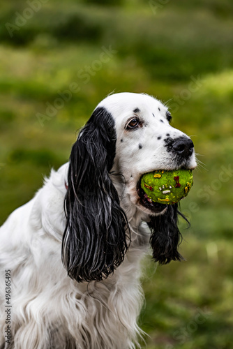 Cocker spaniels dog close up with ball
