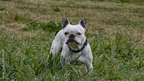 French bulldog white
