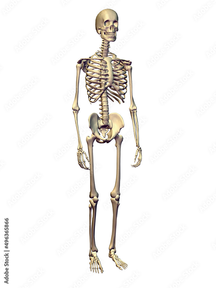 Close-up of a human skeleton Close-up of a human skeleton