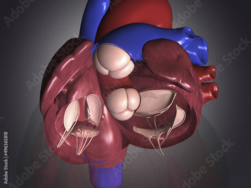 Close-up of the human heart photo