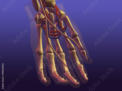 Skeleton of a human hand photo