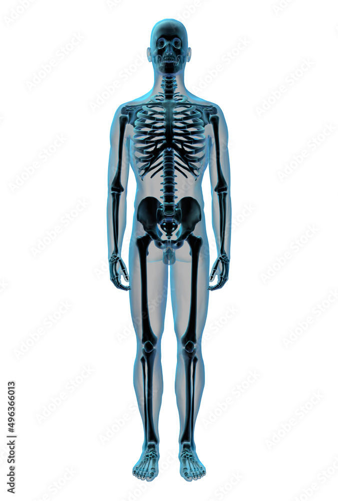 X-ray image of a human skeletal system Stock Illustration Biology Diagrams