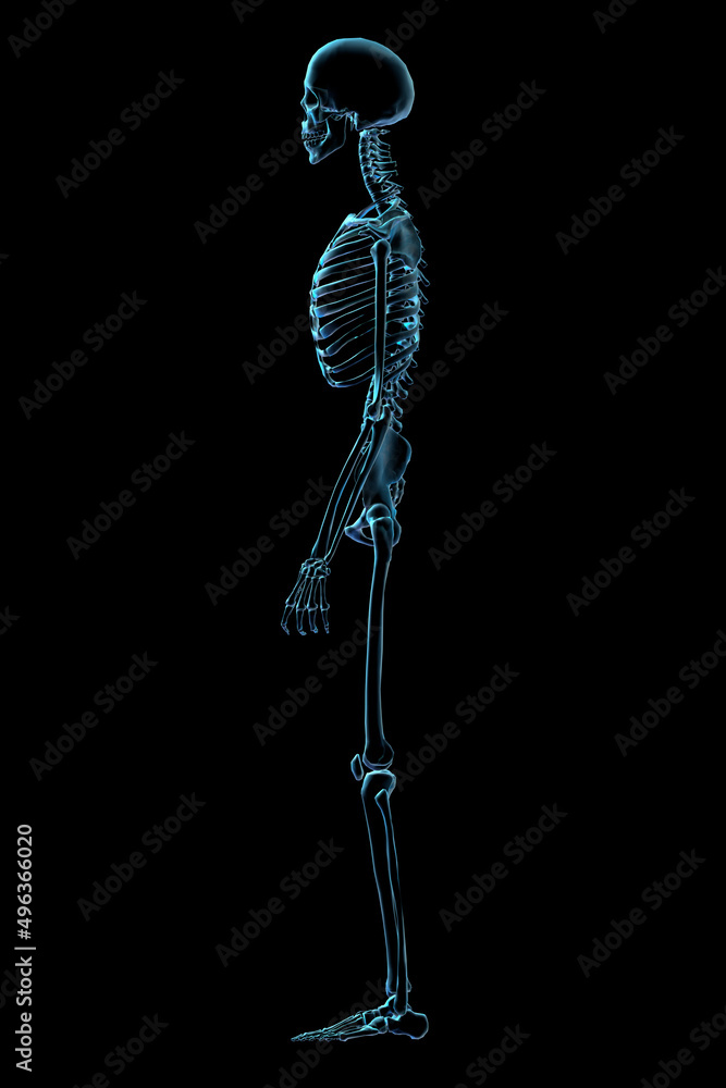 X-ray image of a human skeletal system X-ray image of a human skeletal system
