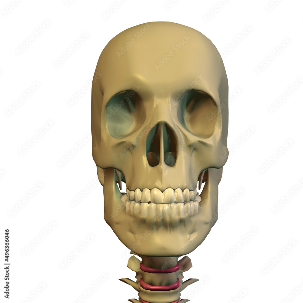 Close-up of a human skull Close-up of a human skull