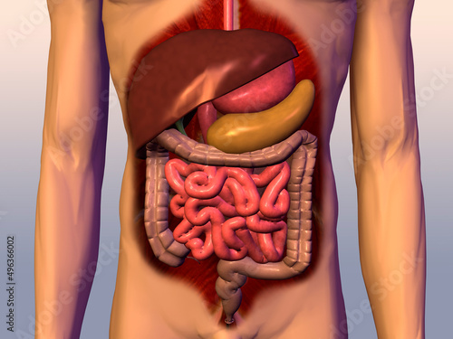 Close-up of the digestive system of the human body photo