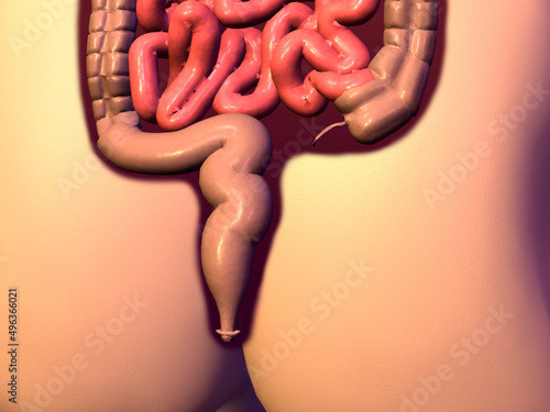 Close-up of the large intestine and small intestine of the human body