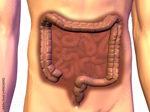 Close-up of the large intestine of the human digestive system photo