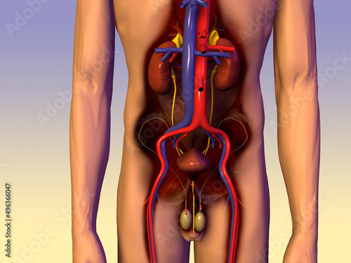 Mid section view of a male urinary circulatory system of the human body