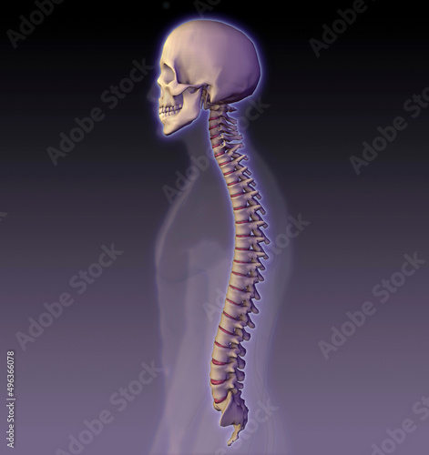 Side profile of a human skull and vertebral column