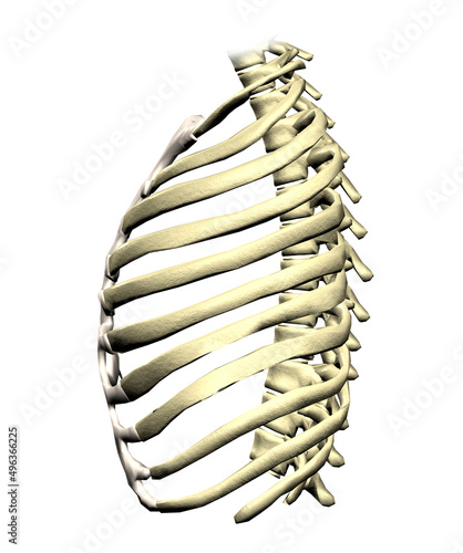 Close-up of the human rib cage