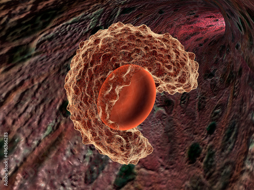 Close-up of a macrophage cell