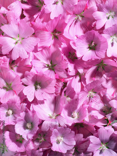 Close-up of pink mallows