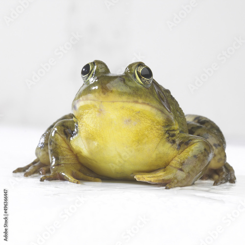 Close-up of a frog photo