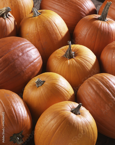 Close-up of pumpkins photo