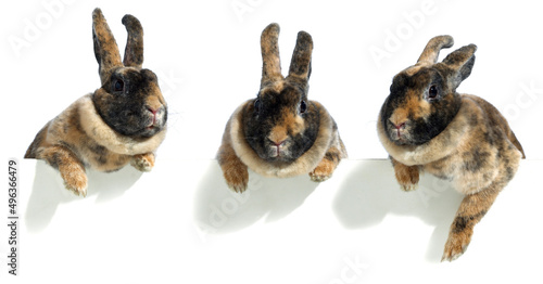 Close-up of three rabbits leaning against a wall photo