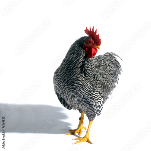 Close-up of a Barred Plymouth Rock photo