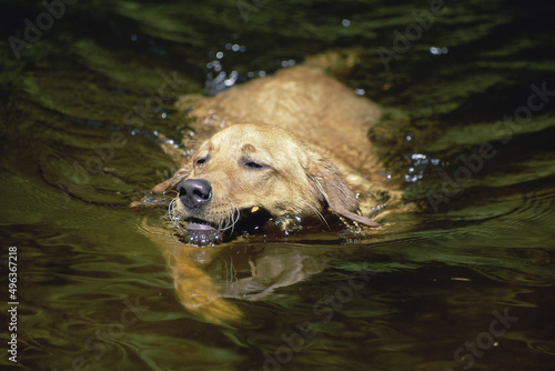 Yellow Labrador Retriever swimming