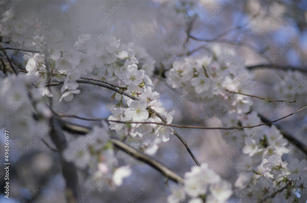 Close-up of cherry blossom flowers Close-up of cherry blossom flowers