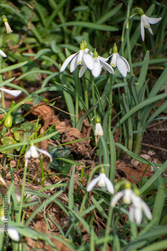 Snowdrops at How Hill in the Norfolk Broads, UK © Christopher Keeley