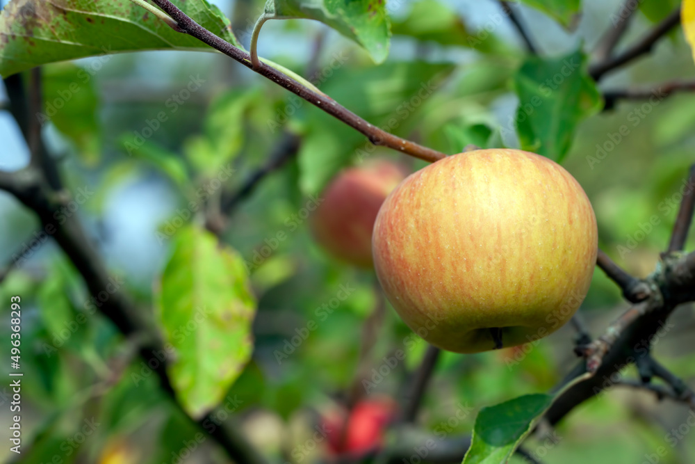 summer garden with fruit trees and apple harvest summer garden with fruit trees and apple harvest