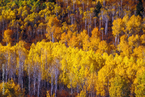 High angle view of apsen trees in a forest, Idaho, USA photo
