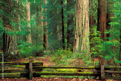 Fence in front of Redwood trees, Big Basin Redwoods State Park, California, USA photo