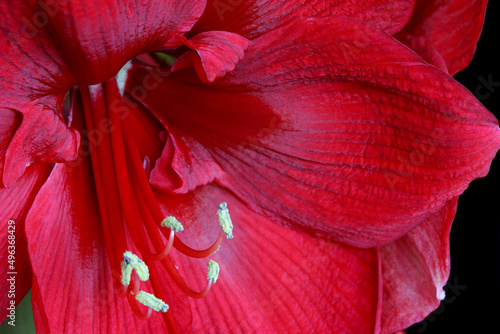 Close-up of an amaryllis flower