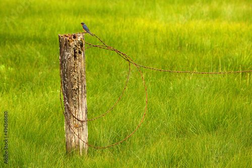 Swallow perching on a wooden post