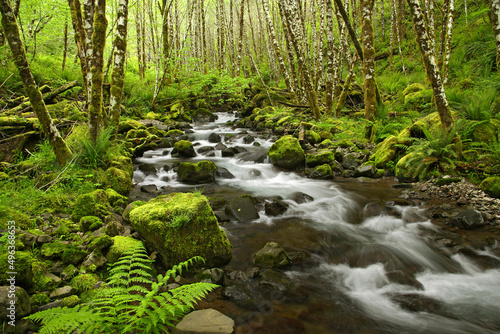 Stream flowing through a forest, Deyoe Creek, Tillamook State Forest, Oregon, USA photo