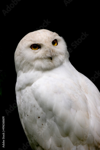 Close-up of a Snowy Owl (Nyctea scandiaca) photo