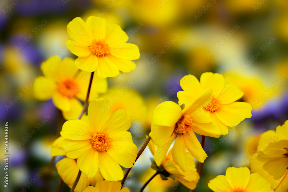 Close-up of flowers, Carrizo Plain National Monument, California, USA Close-up of flowers, Carrizo Plain National Monument, California, USA