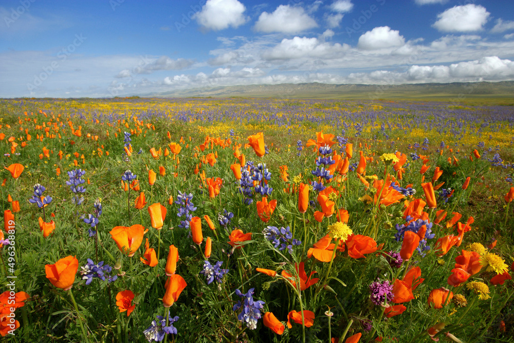 Close-up of flowers in a field, Carrizo Plain National Monument, California, USA Close-up of flowers in a field, Carrizo Plain National Monument, California, USA