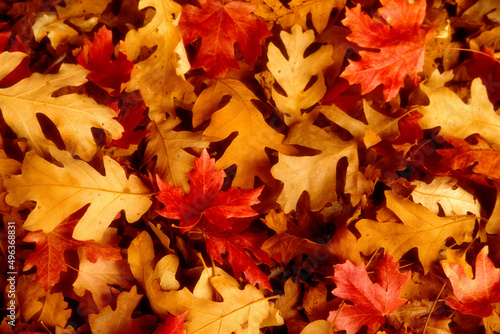 Close-up of fallen oak leaves photo