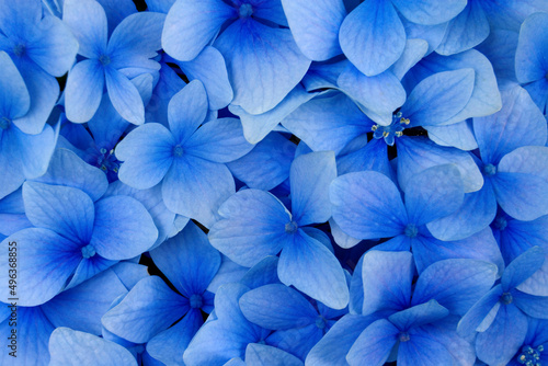 Close-up of hydrangeas