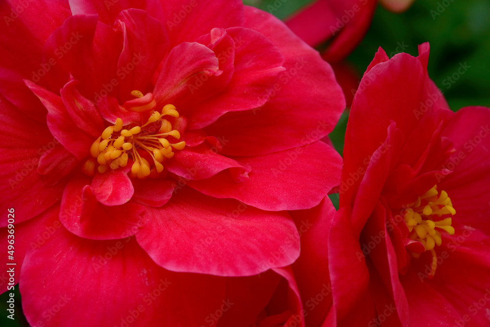 Close-up of two begonias