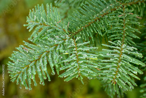 Close-up of the branch of a fir tree photo