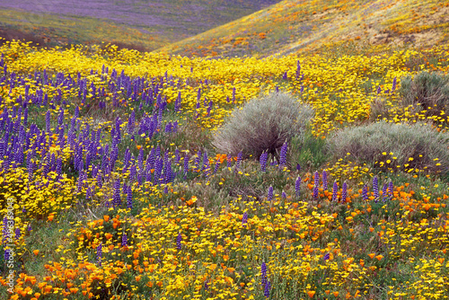 High angle view of wildflowers in a field, Gorman, California, USA photo