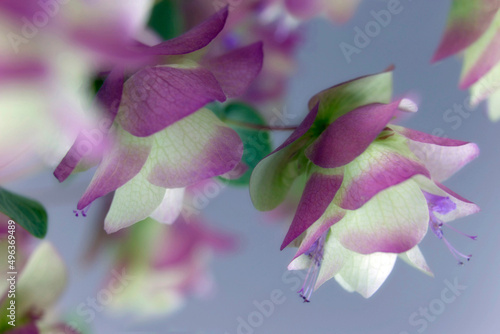 Close-up of Ornamental Oregano flowers photo