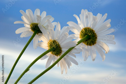 Close-up of Shasta Daisies photo