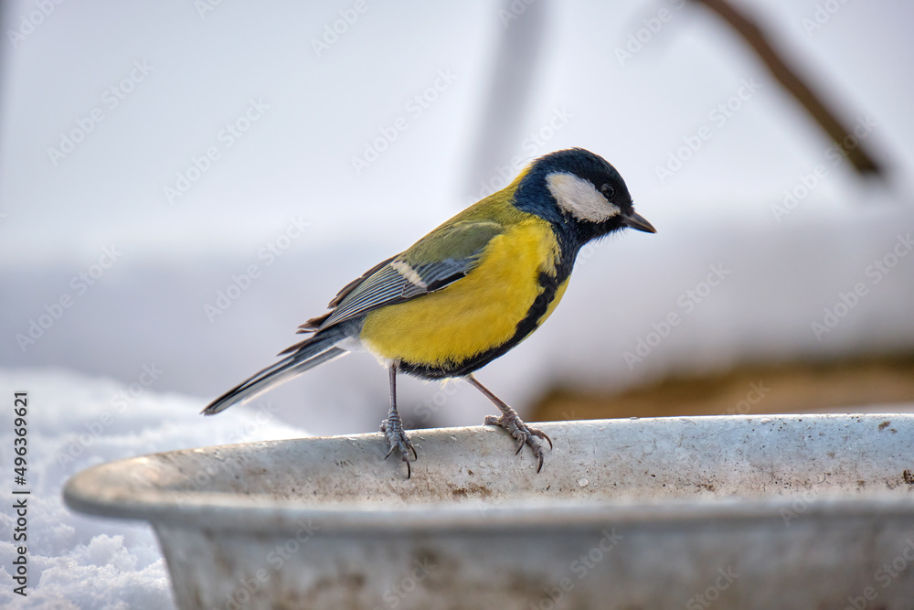 Obraz premium Yellow wild tit bird looking for food on cold winter day